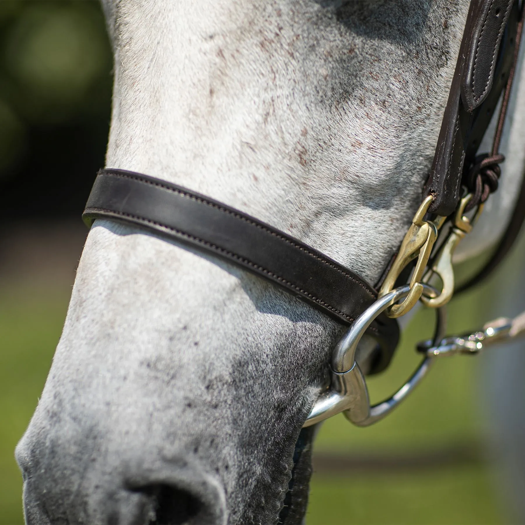 Billy Royal® Straight Nose Training Caveson - Image 5