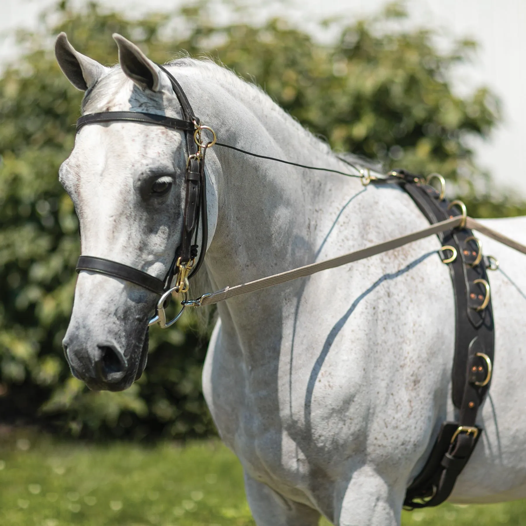 Billy Royal® Straight Nose Training Caveson - Image 6