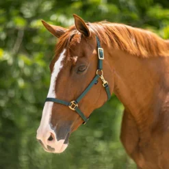 Dura-Tech® 3/4" Economy Nylon Halter