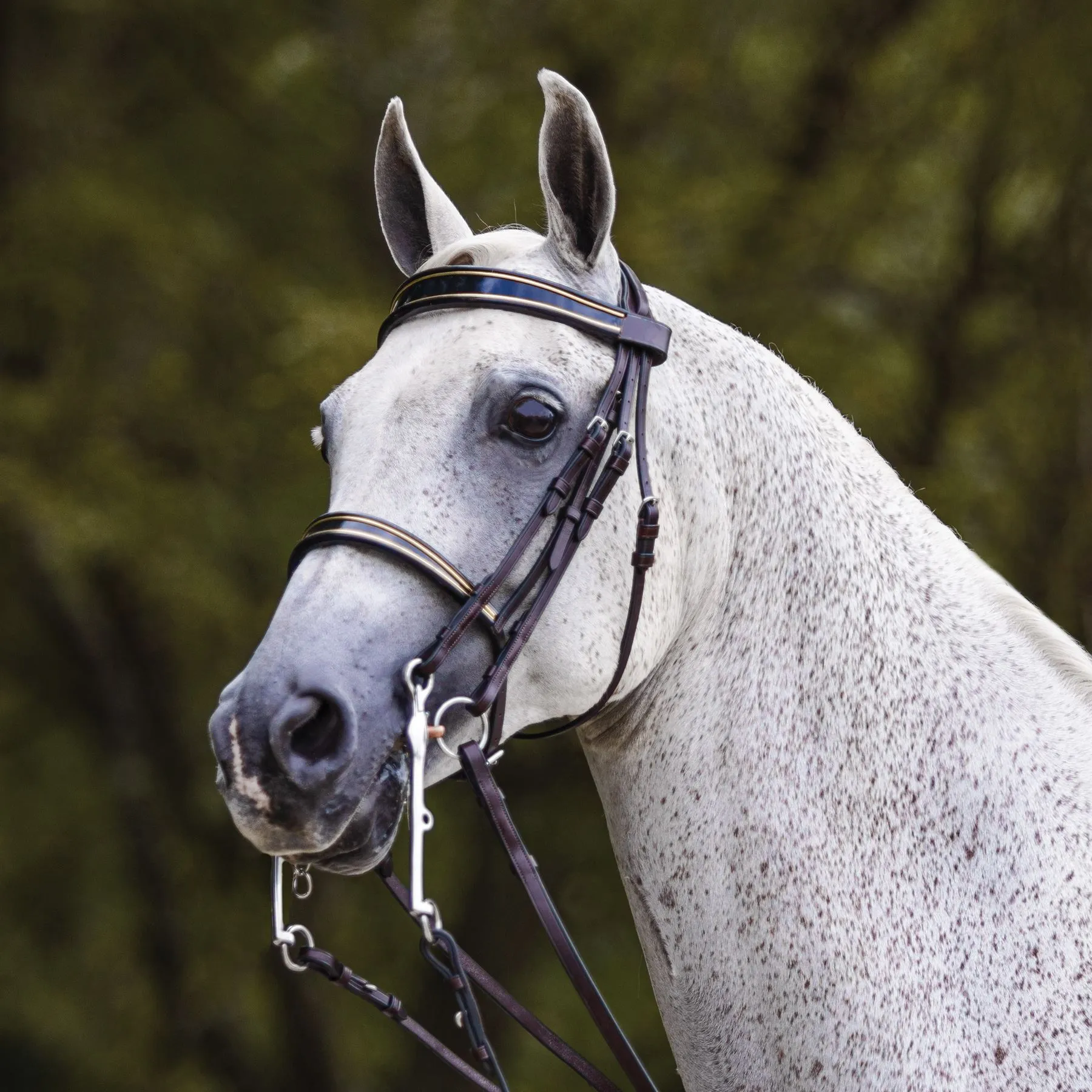Joseph Sterling® Kiesner Comfort Show Bridle