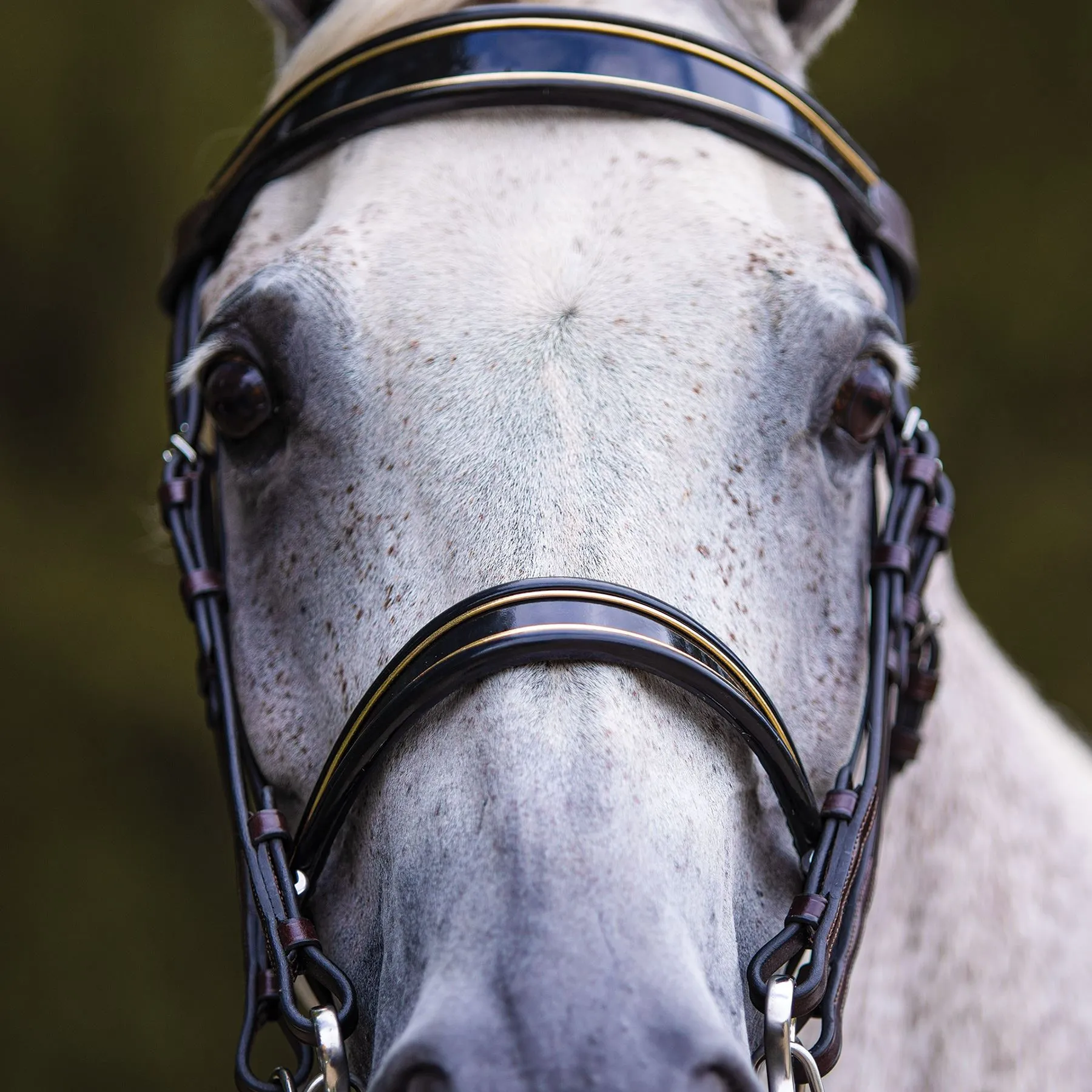 Joseph Sterling® Kiesner Comfort Show Bridle - Image 5