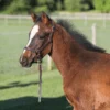Premier® Premier Leather Foal Halter - Weanling