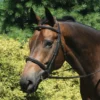 Premier® Premier Raised Padded Bridle