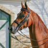 Pinnacle English Show Bridle For Horses