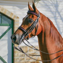 Pinnacle English Show Bridle For Horses