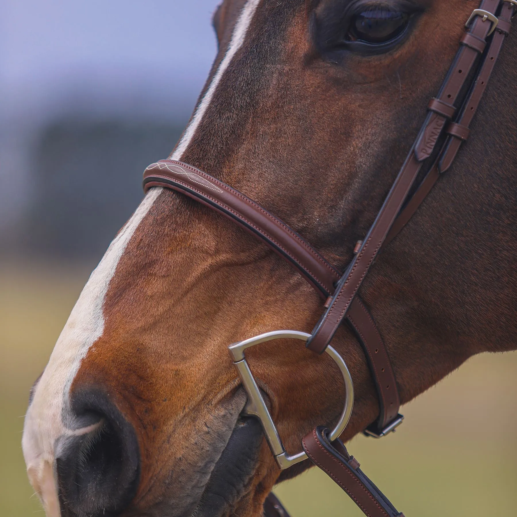 Pinnacle Hunter Classic II Bridle - Image 3