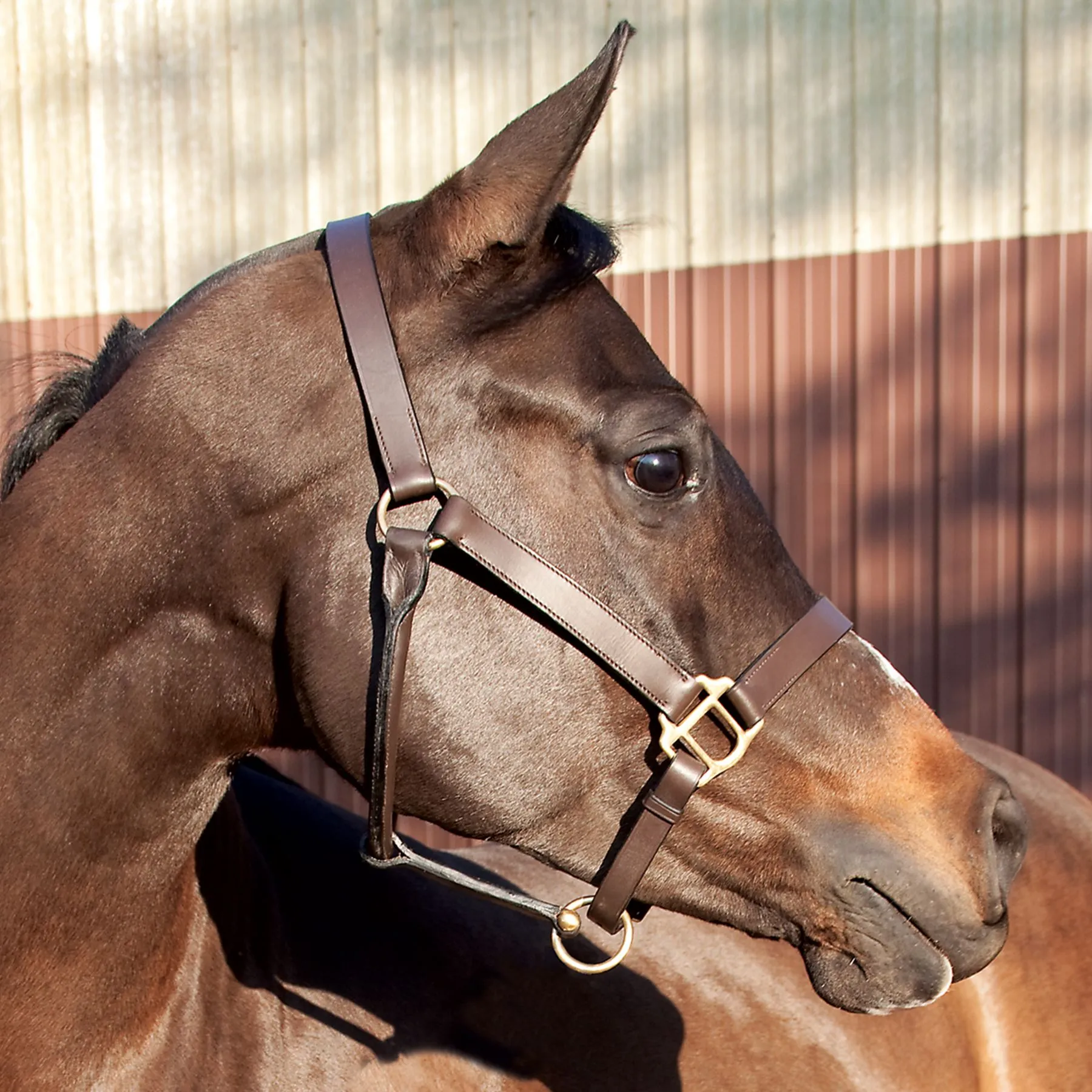 Premier® Premier Kentucky Leather Halter - Cob Or Full Size - Image 2