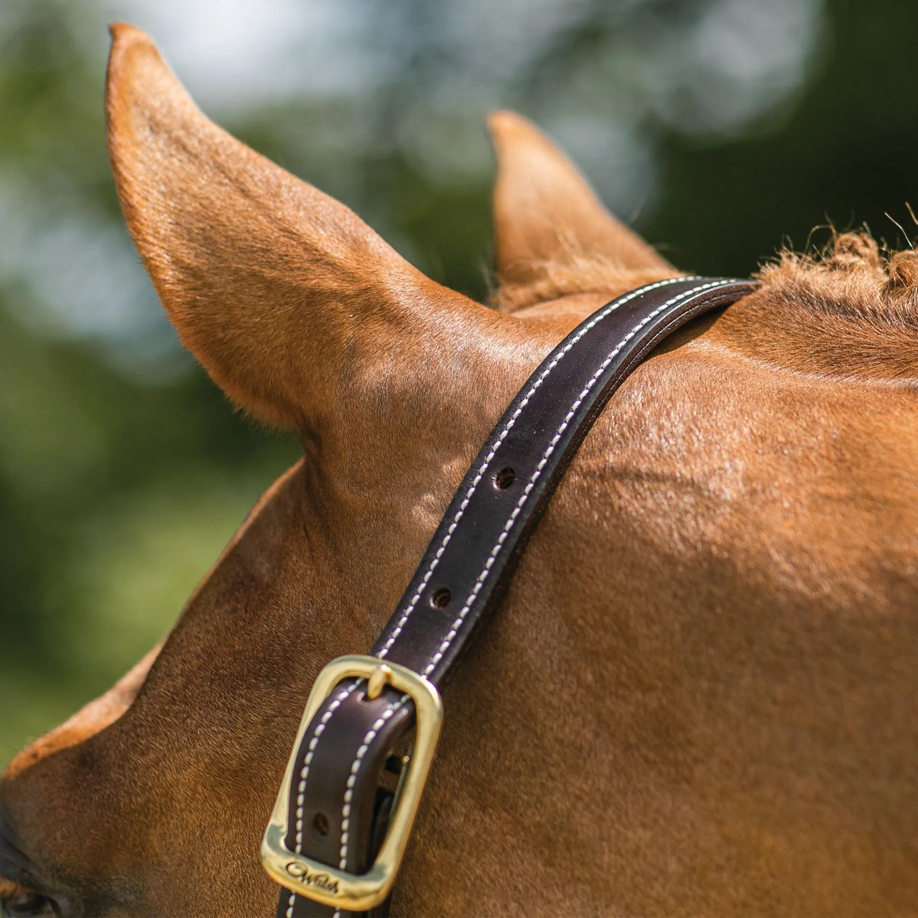 Walshâ„¢ British Triple Stitched Leather Halter - Image 3