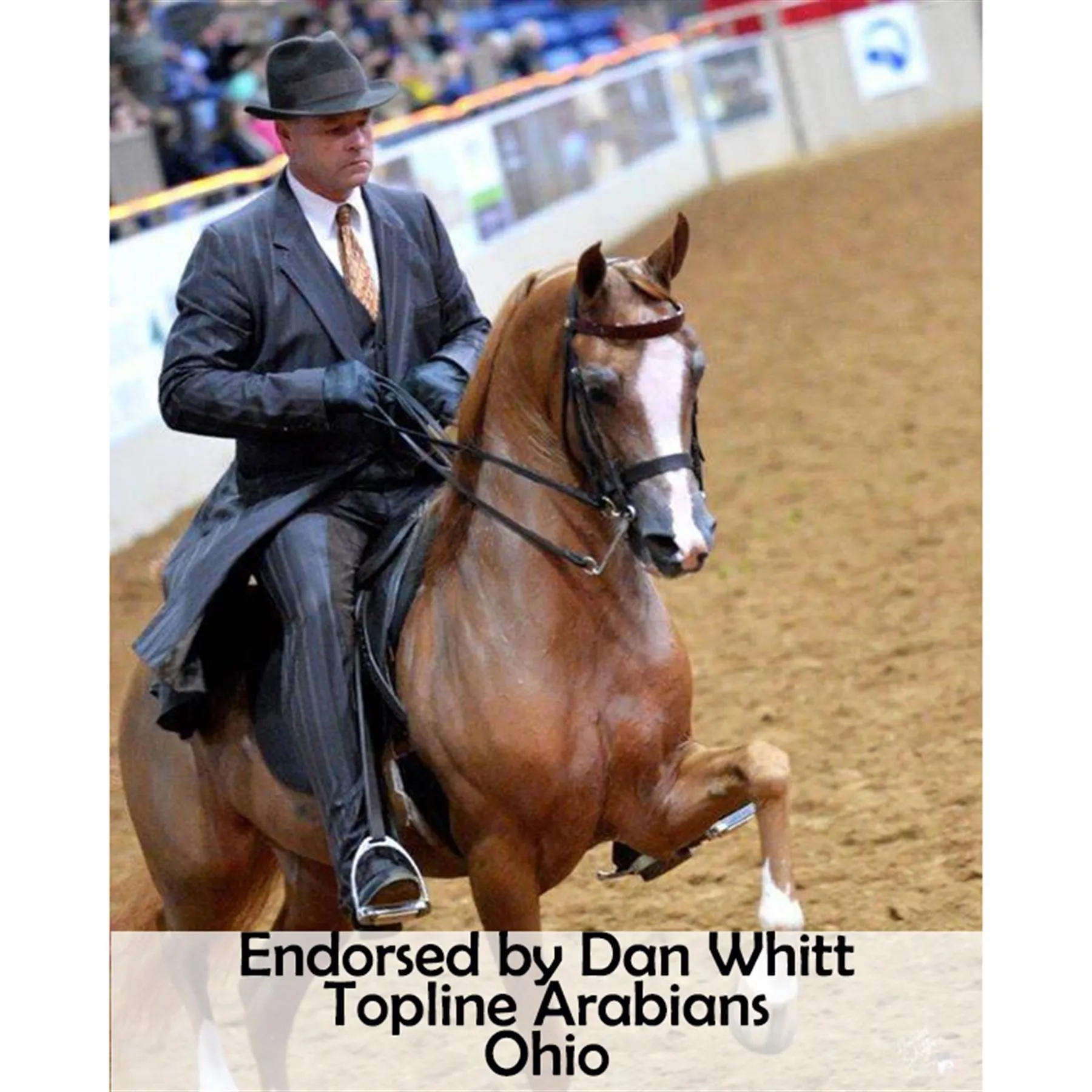 Victor Supreme Arabian Training Halter With Browband - Image 4