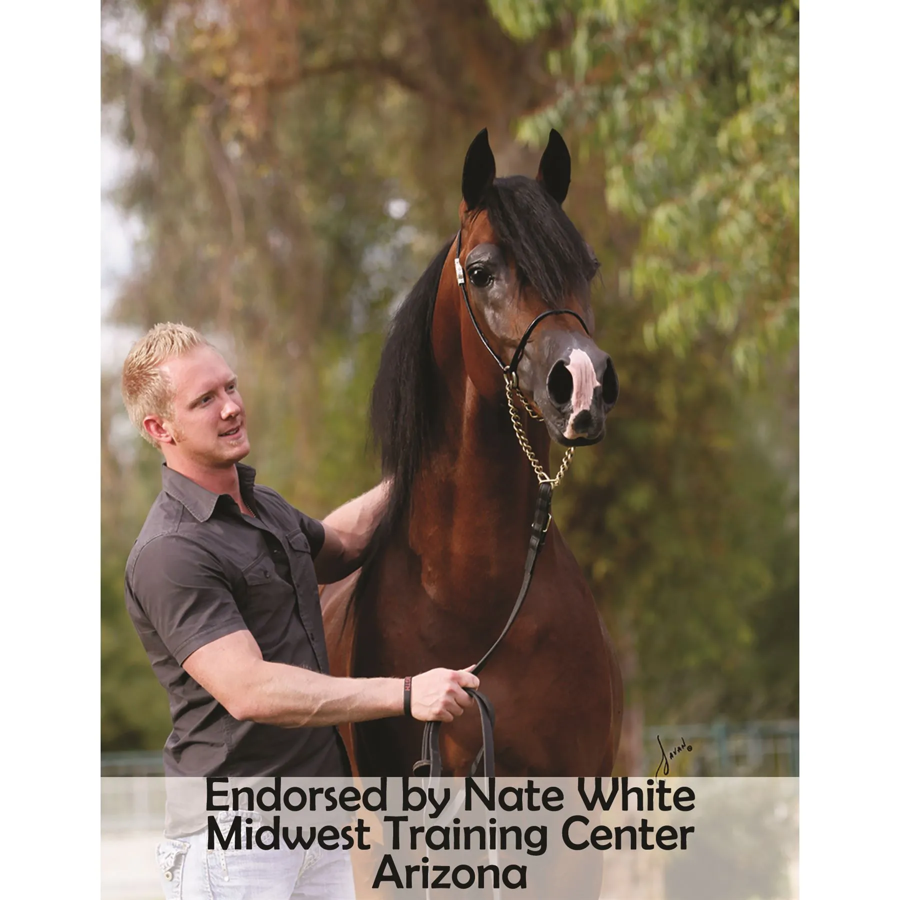 Victor Supreme Arabian Training Halter With Browband - Image 5