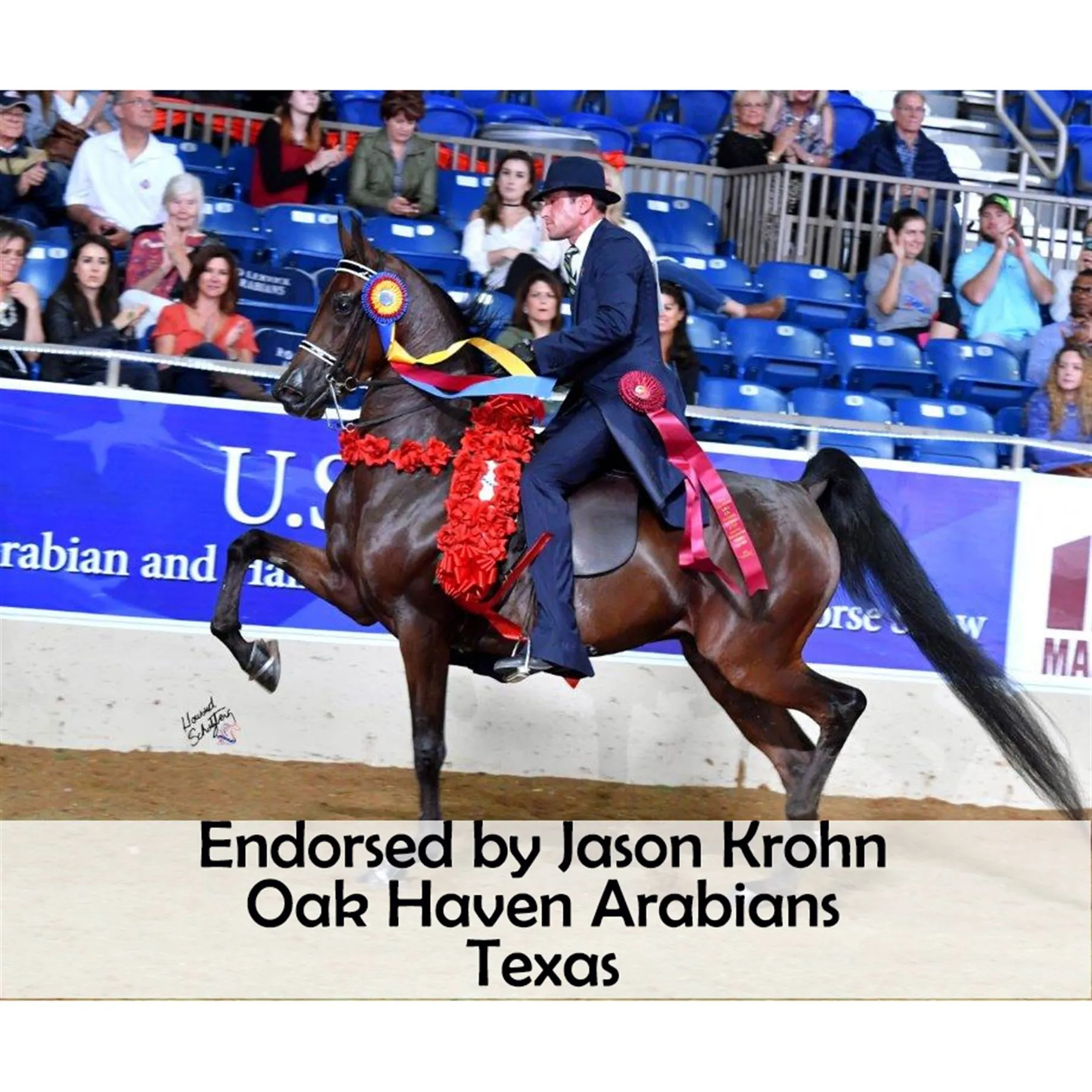 Victor Supreme Arabian Training Halter With Browband - Image 9