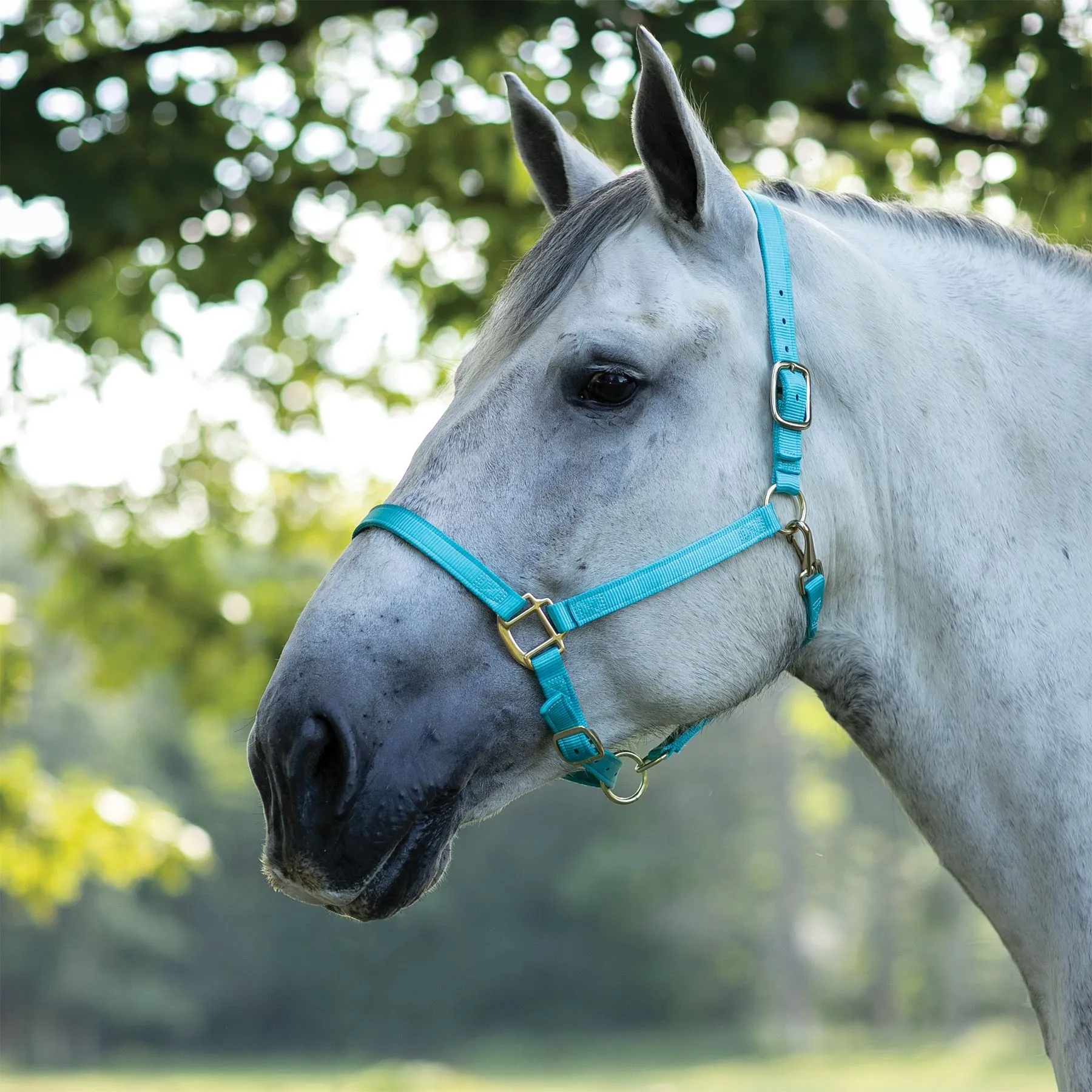 Dura-Tech® Draft Horse Nylon Halter - Image 3