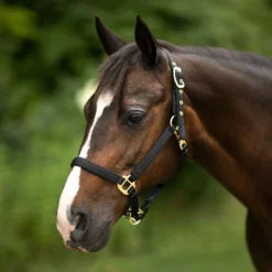 Dura-Tech® Deluxe Fully Padded 3/4" Nylon Halter