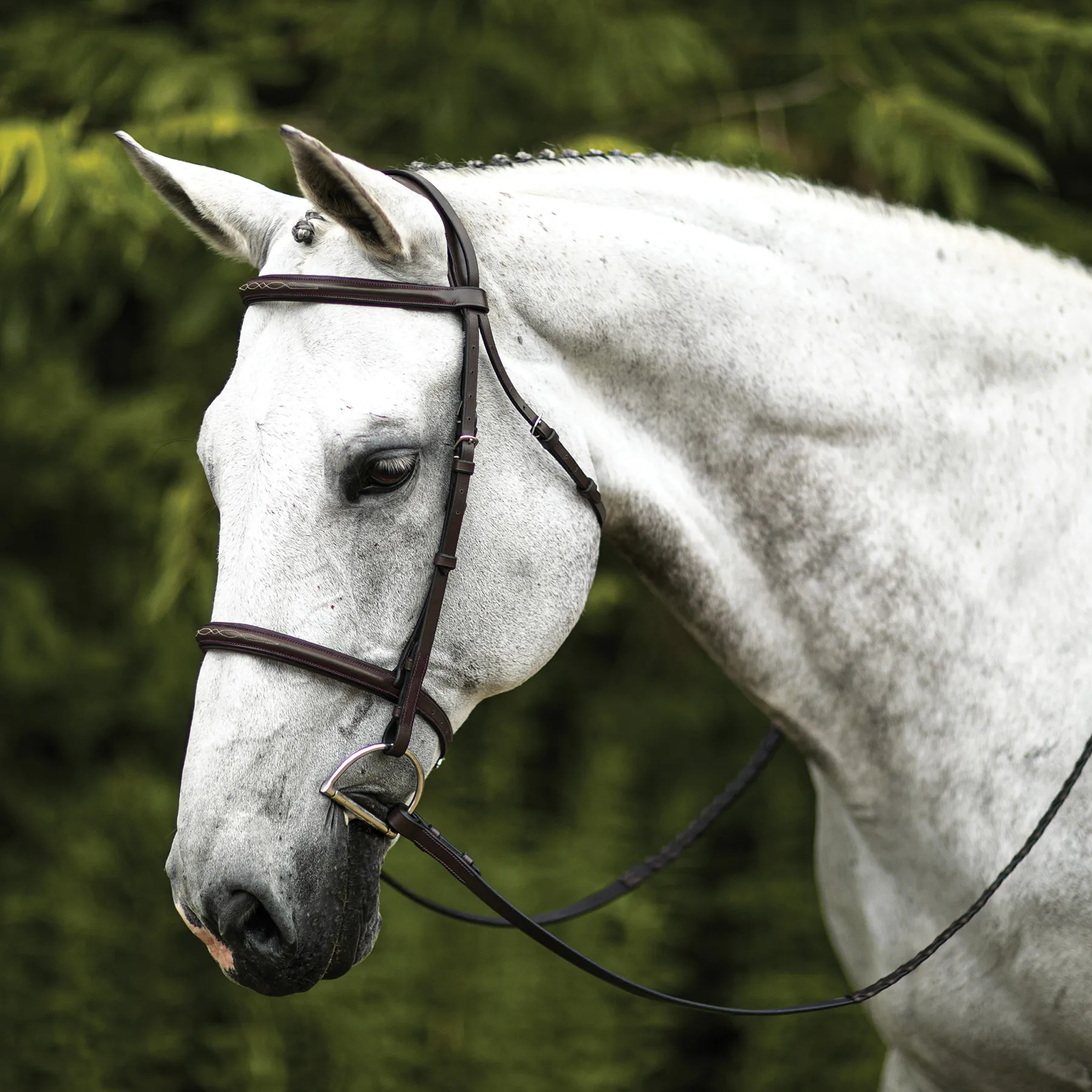 Premier® Premier Comfort Plus Padded Fancy Stitch Hunter Bridle For Horses