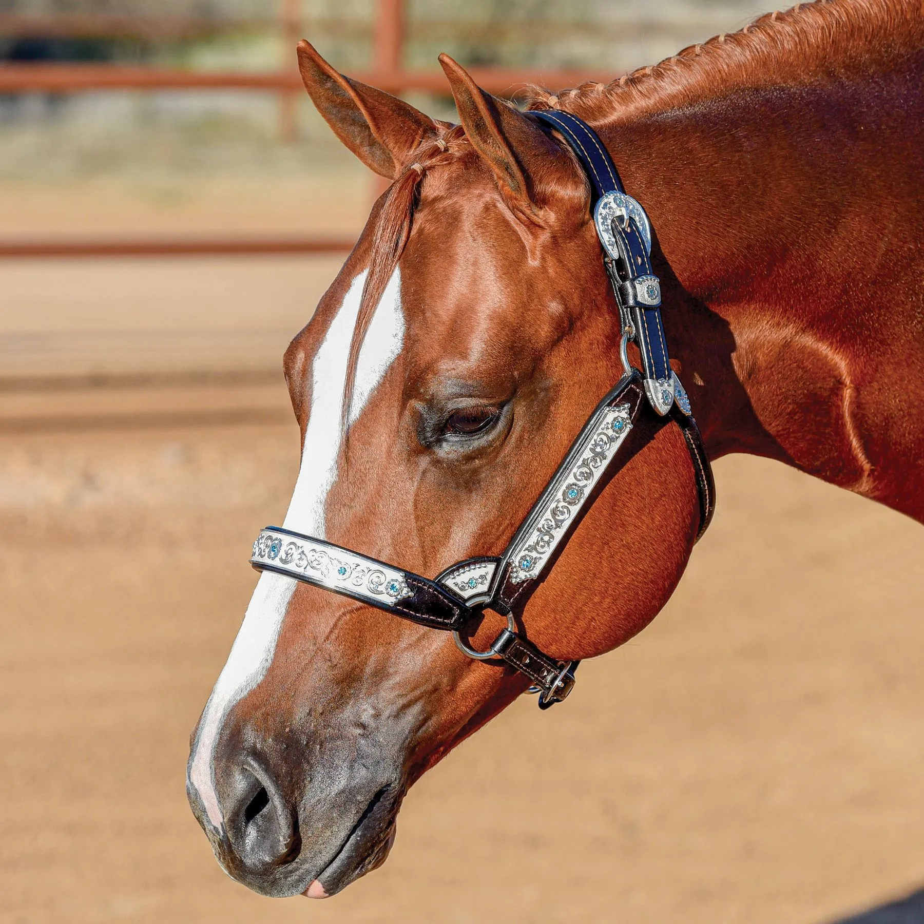 Billy Royal® Grand Slam II Classic Show Halter