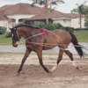 Pessoa Lunging System
