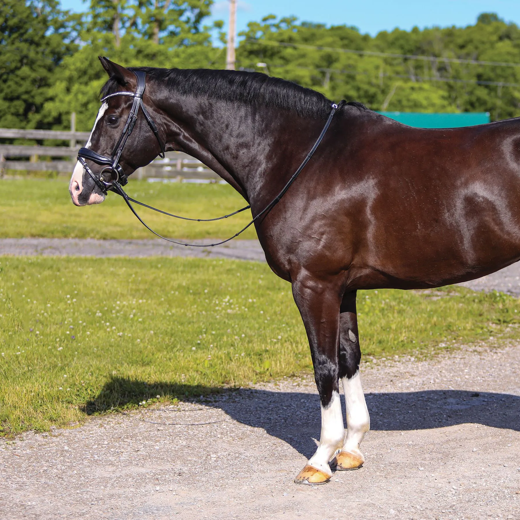 Joseph Sterling® Anatomic Snaffle Monocrown Dressage Bridle With Flash - Image 6